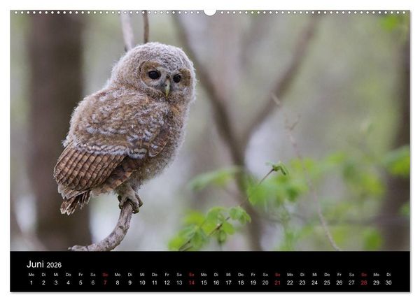 Produktbild: Waldk&auml;uze, fotografiert in M&uuml;nchen (Wandkalender 2026 DIN A2 quer), CALVENDO Monatskalender