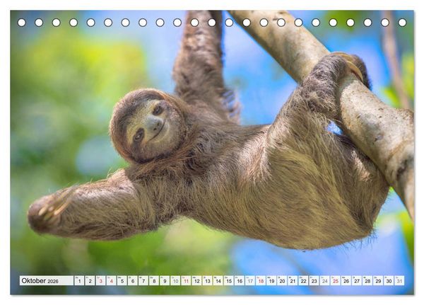 Produktbild: Hallo! Aufwachen! Kann bitte mal jemand das Faultier wecken? (Tischkalender 2026 DIN A5 quer), CALVENDO Monatskalender