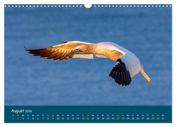 Produktbild: Helgol&auml;nder Basst&ouml;lpel 2026 (Wandkalender 2026 DIN A3 quer), CALVENDO Monatskalender