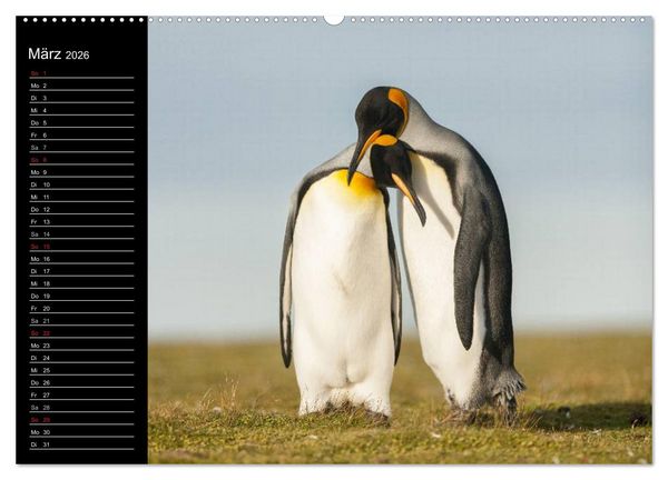 Produktbild: Pinguine - Kaiser- und K&ouml;nigspinguine (hochwertiger Premium Wandkalender 2026 DIN A2 quer), Kunstdruck in Hochglanz