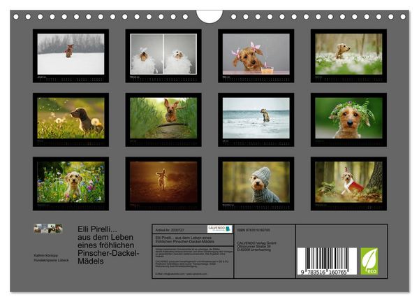 Produktbild: Elli Pirelli... aus dem Leben eines fr&ouml;hlichen Pinscher-Dackel-M&auml;dels (Wandkalender 2026 DIN A4 quer), CALVENDO Monatskalender