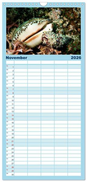 Produktbild: Familienplaner 2026 - Meeres-Schnecken mit 5 Spalten (Wandkalender, 21 x 45 cm) CALVENDO