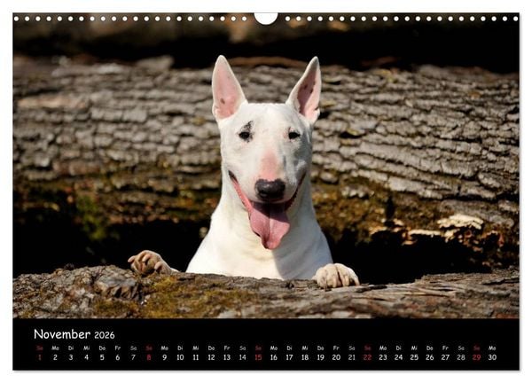 Produktbild: Bullterrier? Was sonst! (Wandkalender 2026 DIN A3 quer), CALVENDO Monatskalender