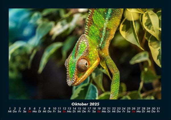 Produktbild: Welt der Tiere 2025 Fotokalender DIN A4