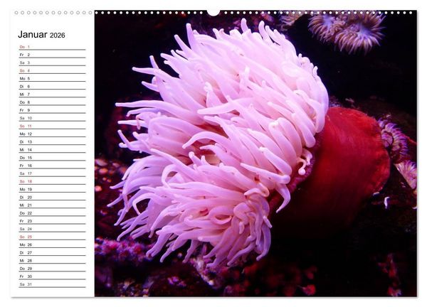 Produktbild: Faszination Tauchen. Neptuns Reich (Wandkalender 2026 DIN A2 quer), CALVENDO Monatskalender