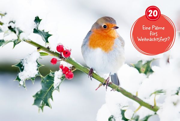 Mein WAS IST WAS Adventskalenderbuch 3