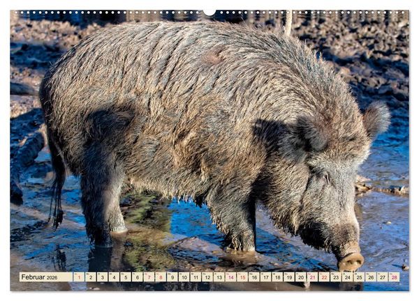 Produktbild: Unverwechselbar - Wildschwein (hochwertiger Premium Wandkalender 2026 DIN A2 quer), Kunstdruck in Hochglanz