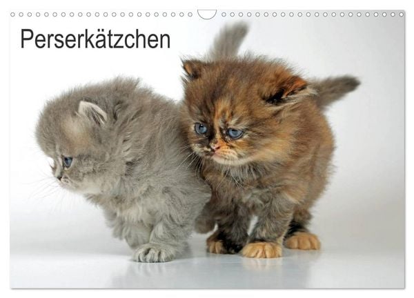 Produktbild: Perserk&auml;tzchen / CH-Version (Wandkalender 2026 DIN A3 quer), CALVENDO Monatskalender