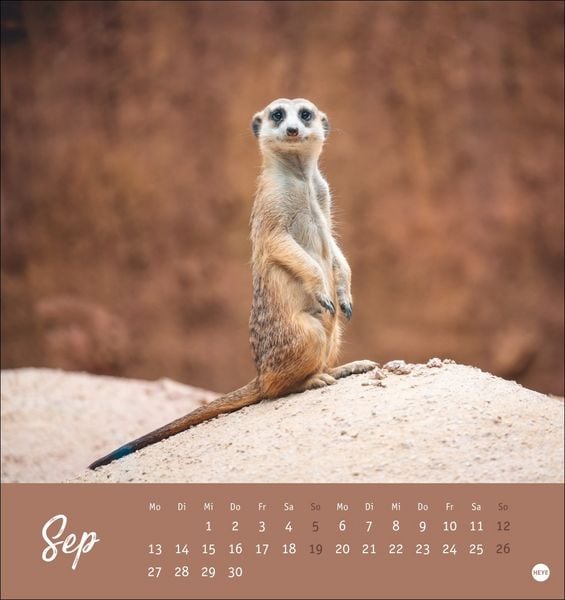 Produktbild: Erdm&auml;nnchen Postkartenkalender 2027