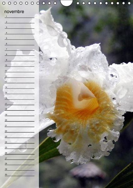 Produktbild: Blank, R: Fleurs tropicales / calendrier anniversaire (Calen