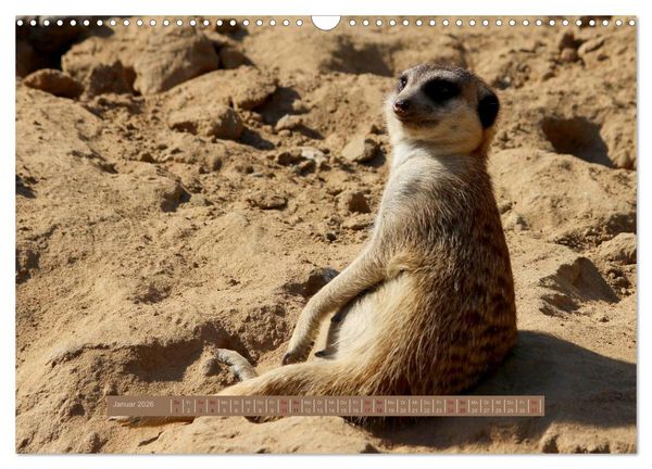 Produktbild: Erdm&auml;nnchen (Wandkalender 2026 DIN A3 quer), CALVENDO Monatskalender