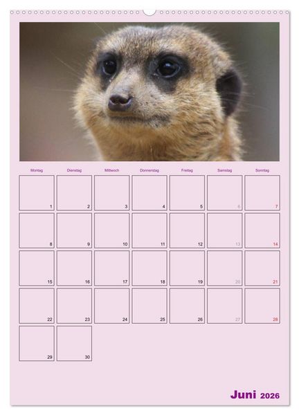 Produktbild: Erdm&auml;nnchen / Terminplaner (Wandkalender 2026 DIN A2 hoch), CALVENDO Monatskalender