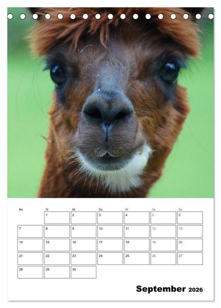 Produktbild: Alpaka und Lama Terminplaner (Tischkalender 2026 DIN A5 hoch), CALVENDO Monatskalender