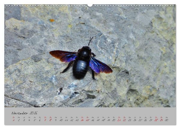 Produktbild: Wilde Toskana - von Ren&eacute; Schaack (hochwertiger Premium Wandkalender 2026 DIN A2 quer), Kunstdruck in Hochglanz
