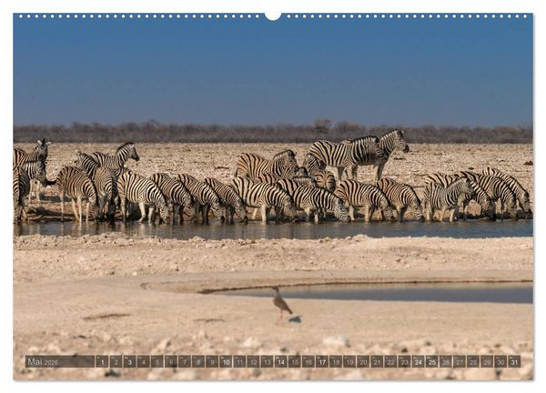 Produktbild: ETOSHA &ndash; Namibia Highlights (Wandkalender 2026 DIN A2 quer), CALVENDO Monatskalender