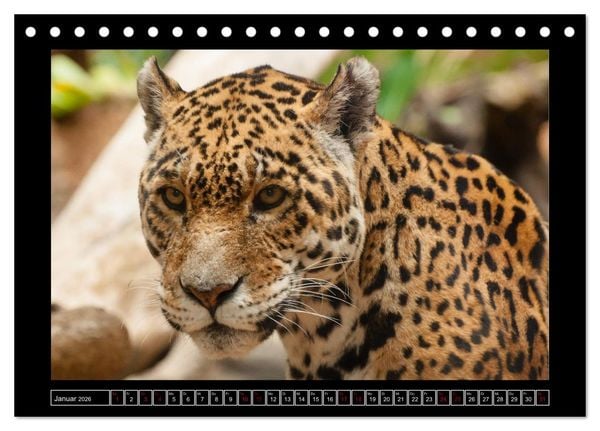 Produktbild: Tiger, L&ouml;we und Co. (Tischkalender 2026 DIN A5 quer), CALVENDO Monatskalender