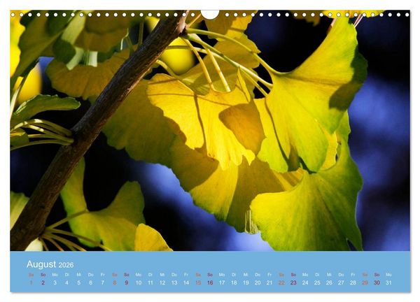 Produktbild: Geliebter Ginkgo (Wandkalender 2026 DIN A3 quer), CALVENDO Monatskalender