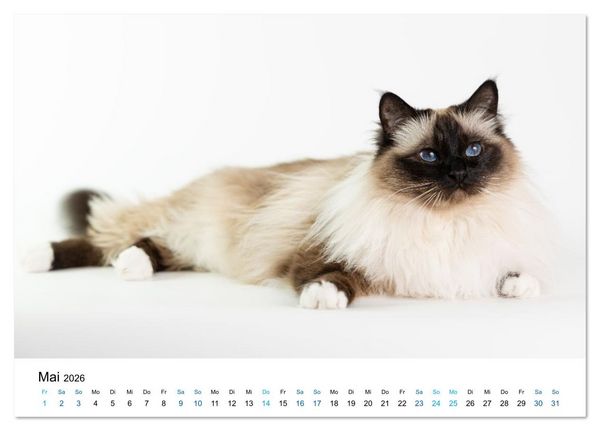 Produktbild: Heilige Birma Katzen - Eine Rasse mit traumhaft blauen Augen. (Tischkalender 2026 DIN A5 quer), CALVENDO Monatskalender