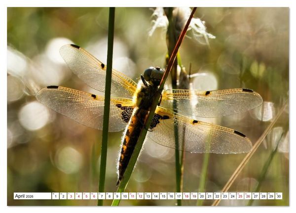Produktbild: Impressionen aus dem Moor (Tischkalender 2026 DIN A5 quer), CALVENDO Monatskalender
