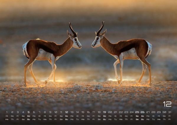 Produktbild: Afrikas Tierwelt - Der Tierkalender - 2027 - Kalender DIN A3