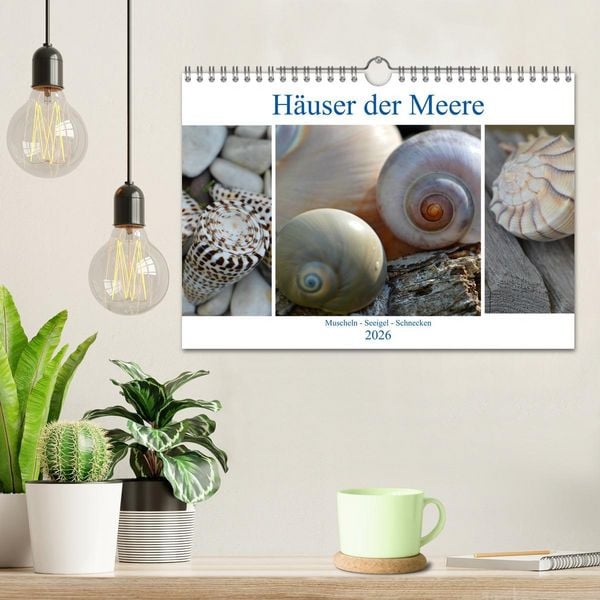 Produktbild: H&auml;user der Meere: Muscheln - Seeigel - Schnecken (Wandkalender 2026 DIN A4 quer), CALVENDO Monatskalender