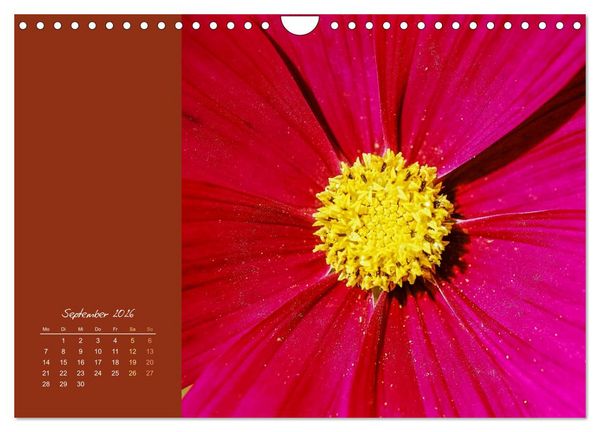 Produktbild: Bl&uuml;tenstil (Wandkalender 2026 DIN A4 quer), CALVENDO Monatskalender