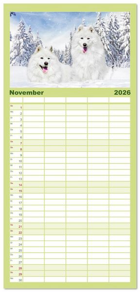 Produktbild: Familienplaner 2026 - Der Samojede - Sch&ouml;nheit des Nordens mit 5 Spalten (Wandkalender, 21 x 45 cm) CALVENDO