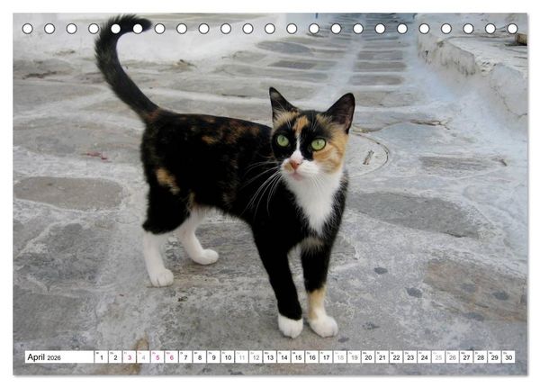 Produktbild: Katzen der Kykladen (Tischkalender 2026 DIN A5 quer), CALVENDO Monatskalender