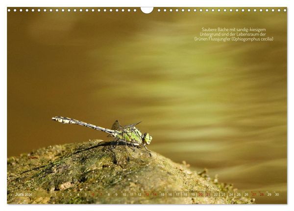 Produktbild: Frankens Insekten (Wandkalender 2026 DIN A3 quer), CALVENDO Monatskalender