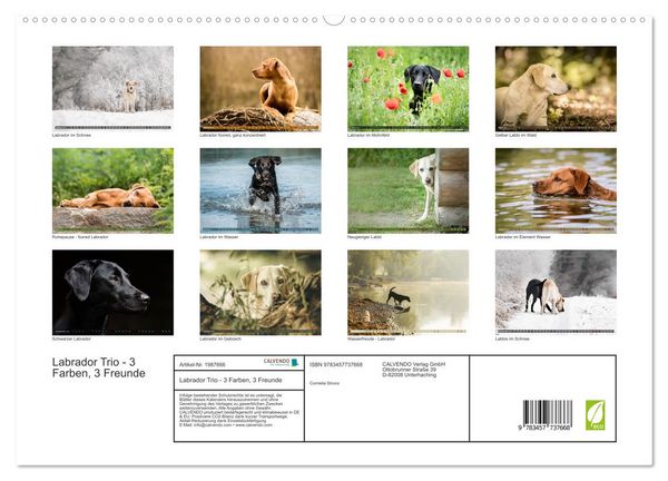Produktbild: Labrador Trio - 3 Farben, 3 Freunde (hochwertiger Premium Wandkalender 2026 DIN A2 quer), Kunstdruck in Hochglanz