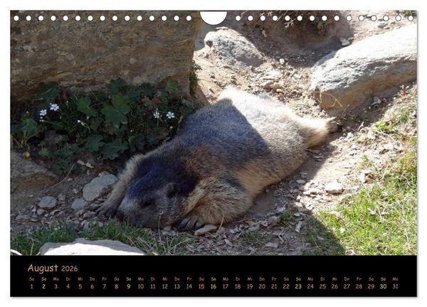 Produktbild: Wildlife - Verspielte Murmeltiere (Wandkalender 2026 DIN A4 quer), CALVENDO Monatskalender