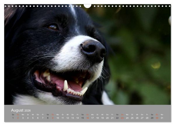 Produktbild: Graue Schnuten - Hunde in den besten Jahren (Wandkalender 2026 DIN A3 quer), CALVENDO Monatskalender