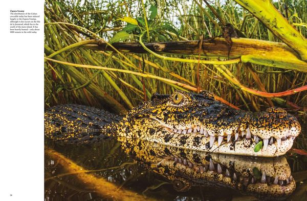 Produktbild: Crocodiles, Alligators & Lizards