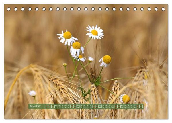Produktbild: Feldansichten (Tischkalender 2027 DIN A5 quer), CALVENDO Monatskalender