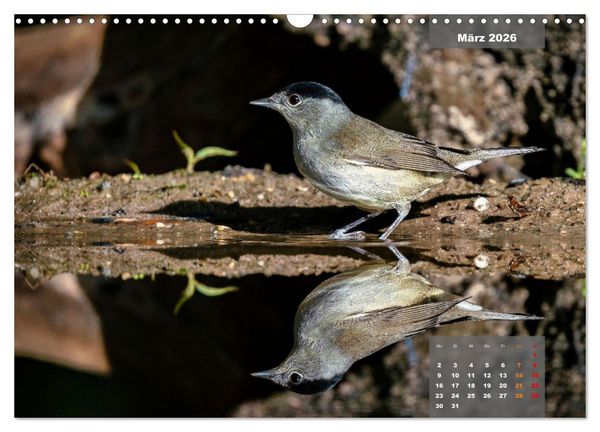 Produktbild: SINGV&Ouml;GEL - Die pr&auml;chtigen S&auml;nger in sch&ouml;nem Ambiente (Wandkalender 2026 DIN A3 quer), CALVENDO Monatskalender