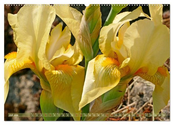 Produktbild: Iris - mond&auml;ne Gartensch&ouml;nheit (hochwertiger Premium Wandkalender 2026 DIN A2 quer), Kunstdruck in Hochglanz