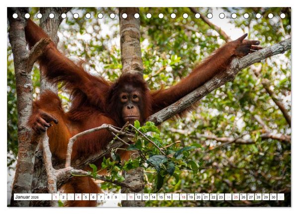 Produktbild: Orang Utans von Borneo Tierkalender 2026 (Tischkalender 2026 DIN A5 quer), CALVENDO Monatskalender