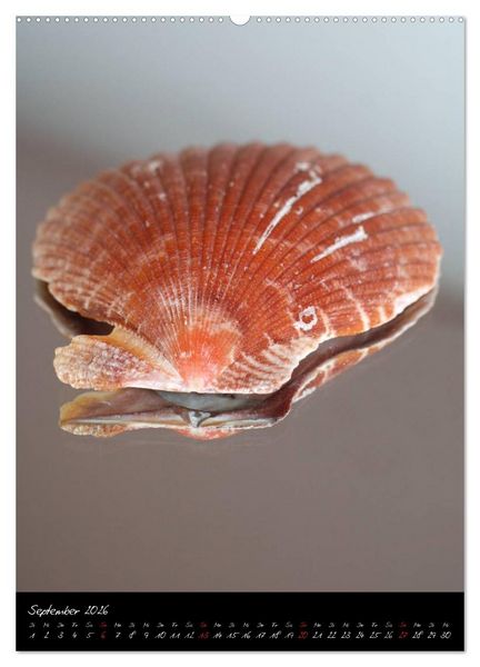 Produktbild: Muscheln und Schnecken (hochwertiger Premium Wandkalender 2026 DIN A2 hoch), Kunstdruck in Hochglanz