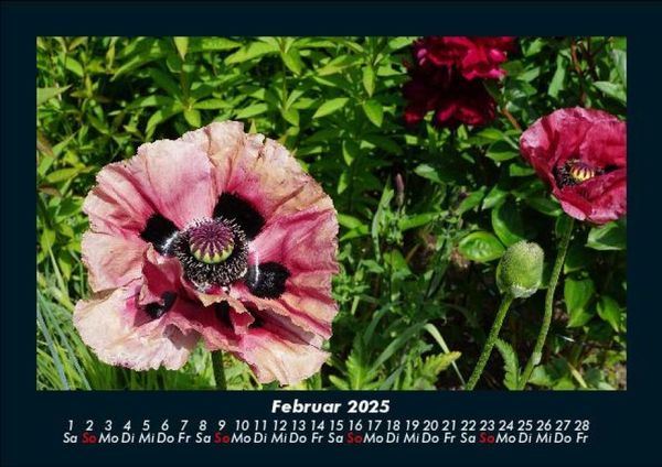 Produktbild: Blumenkalender 2025 Fotokalender DIN A5