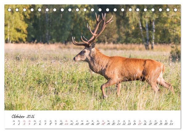 Produktbild: Rotwild - im Naturparadies der Mecklenburgischen Seenplatte (Tischkalender 2026 DIN A5 quer), CALVENDO Monatskalender