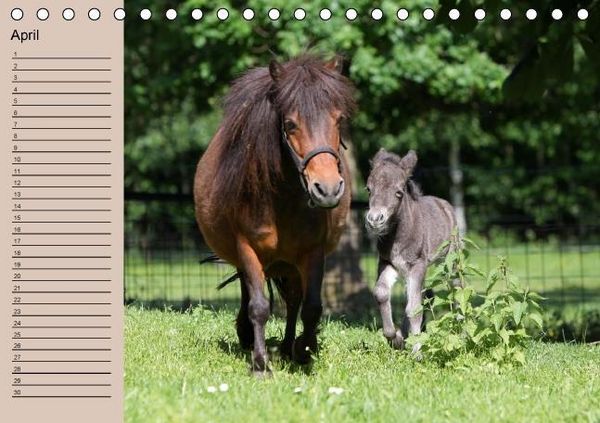 Produktbild: Der Fohlen-Geburtstagskalender (Tischkalender immerw&auml;hrend DIN A5 quer)