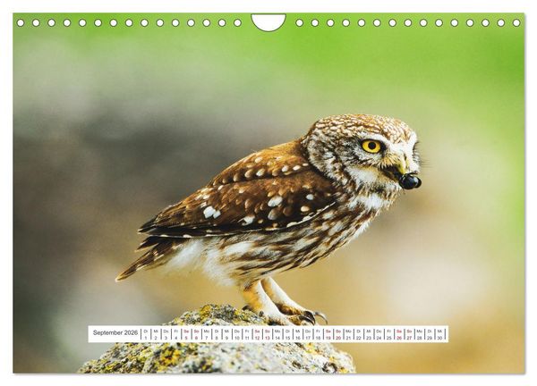 Produktbild: Das Leben der Eulen, die Damen der Nacht (Wandkalender 2026 DIN A4 quer), CALVENDO Monatskalender