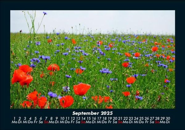 Produktbild: Pflanzen und Bl&uuml;ten 2025 Fotokalender DIN A5