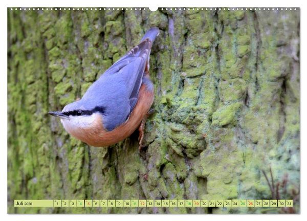 Produktbild: Gefiederte Gesellen - V&ouml;gel aus Wald und Garten (hochwertiger Premium Wandkalender 2026 DIN A2 quer), Kunstdruck in Hochglanz