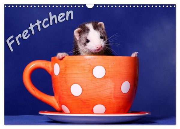 Produktbild: Frettchen - Ferrets (Wandkalender 2026 DIN A3 quer), CALVENDO Monatskalender