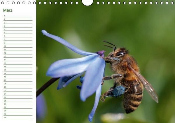 Produktbild: Bienen - Emsige Helfer (Wandkalender immerw&auml;hrend DIN A4 quer)
