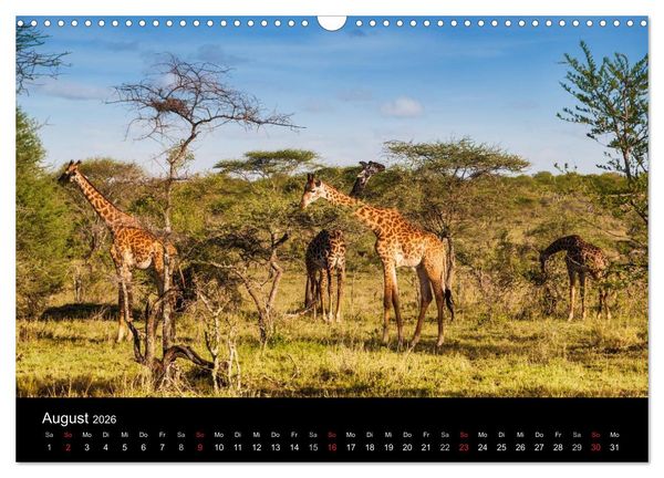 Produktbild: Wildes Afrika (Wandkalender 2026 DIN A3 quer), CALVENDO Monatskalender