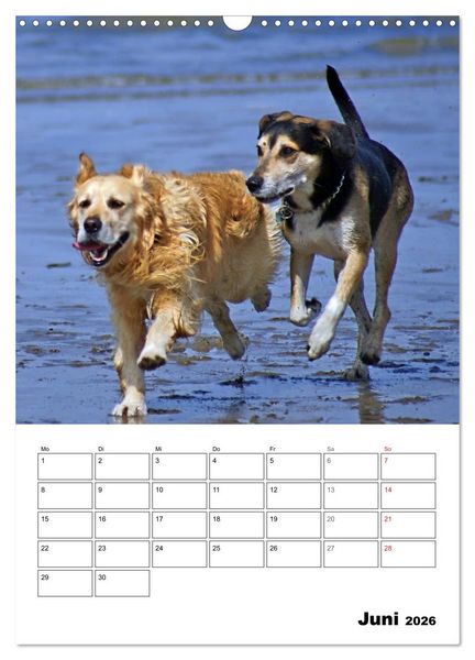 Produktbild: Hunde Freunde (Wandkalender 2026 DIN A3 hoch), CALVENDO Monatskalender