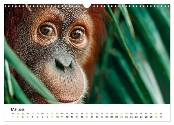 Produktbild: Orang Utans - Leben in den Baumkronen (Wandkalender 2026 DIN A3 quer), CALVENDO Monatskalender