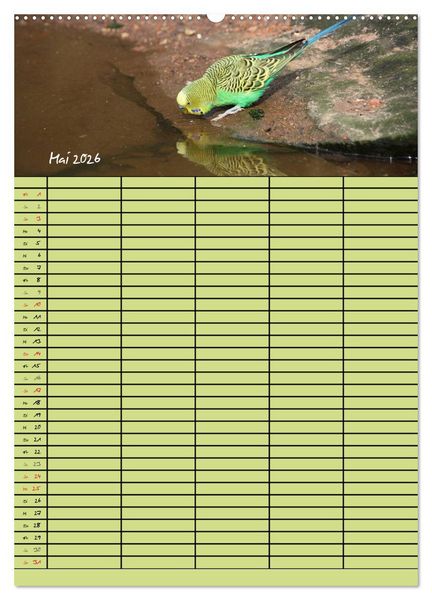 Produktbild: Der Wellensittich-Familienplaner (Wandkalender 2026 DIN A2 hoch), CALVENDO Monatskalender